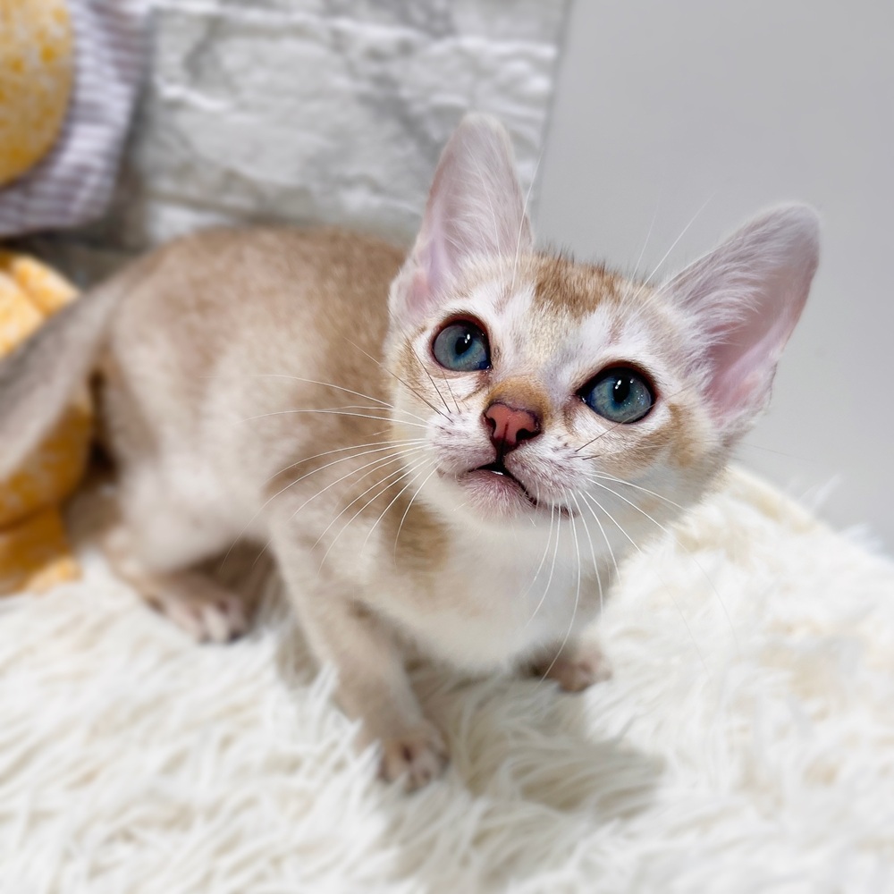 愛知県のシンガプーラ (犬の家＆猫の里MiO香久山店/2026年5月6日生まれ/男の子/セピアアグーティ)の子猫の4枚目の画像