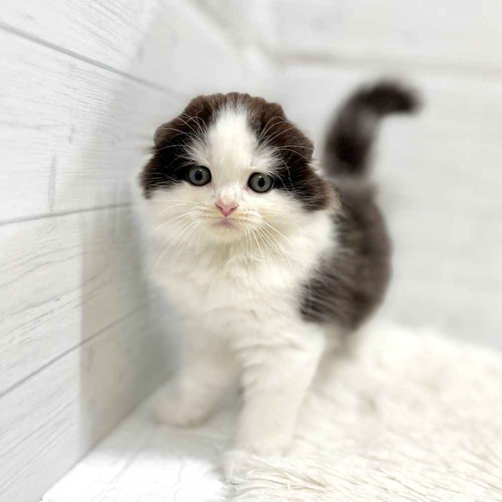 愛知県のスコティッシュフォールド (犬の家＆猫の里豊田店/2026年5月1日生まれ/男の子/ブラックホワイト)の子猫の4枚目の画像