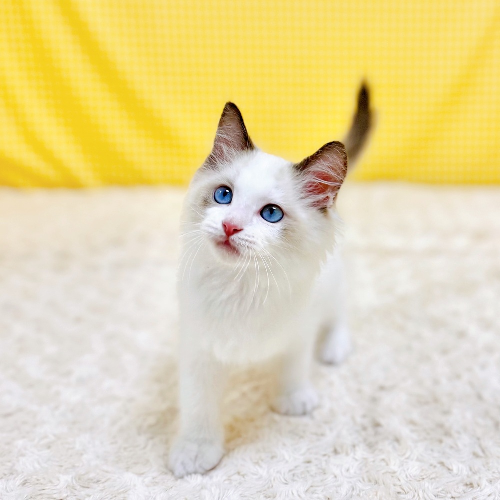 愛知県のラグドール (犬の家＆猫の里一宮店/2026年5月8日生まれ/男の子/シールポイントバイカラー)の子猫の4枚目の画像