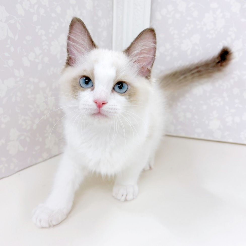 富山県のラグドール (犬の家＆猫の里アミーゴ高岡蓮花寺店/2026年5月8日生まれ/男の子/シールポイントバイカラー)の子猫の4枚目の画像