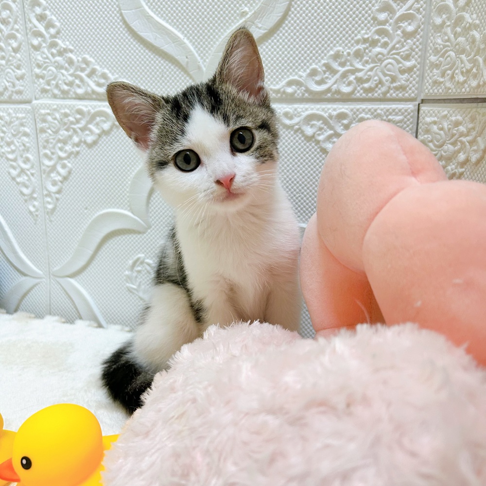 愛知県のスコティッシュストレート (犬の家＆猫の里岡崎店/2026年5月1日生まれ/男の子/ブラウンタビーホワイト)の子猫の4枚目の画像