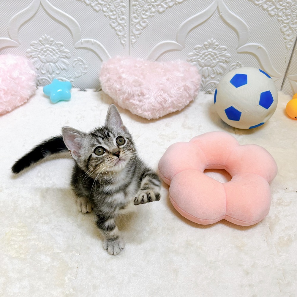 愛知県のマンチカン (犬の家＆猫の里岡崎店/2026年5月1日生まれ/男の子/シルバータビー)の子猫の4枚目の画像