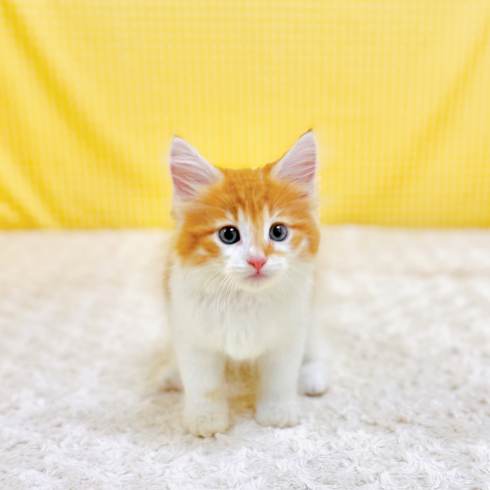 愛知県のノルウェージャンフォレストキャット (犬の家＆猫の里一宮店/2026年5月9日生まれ/男の子/レッドタビーホワイト)の子猫の4枚目の画像