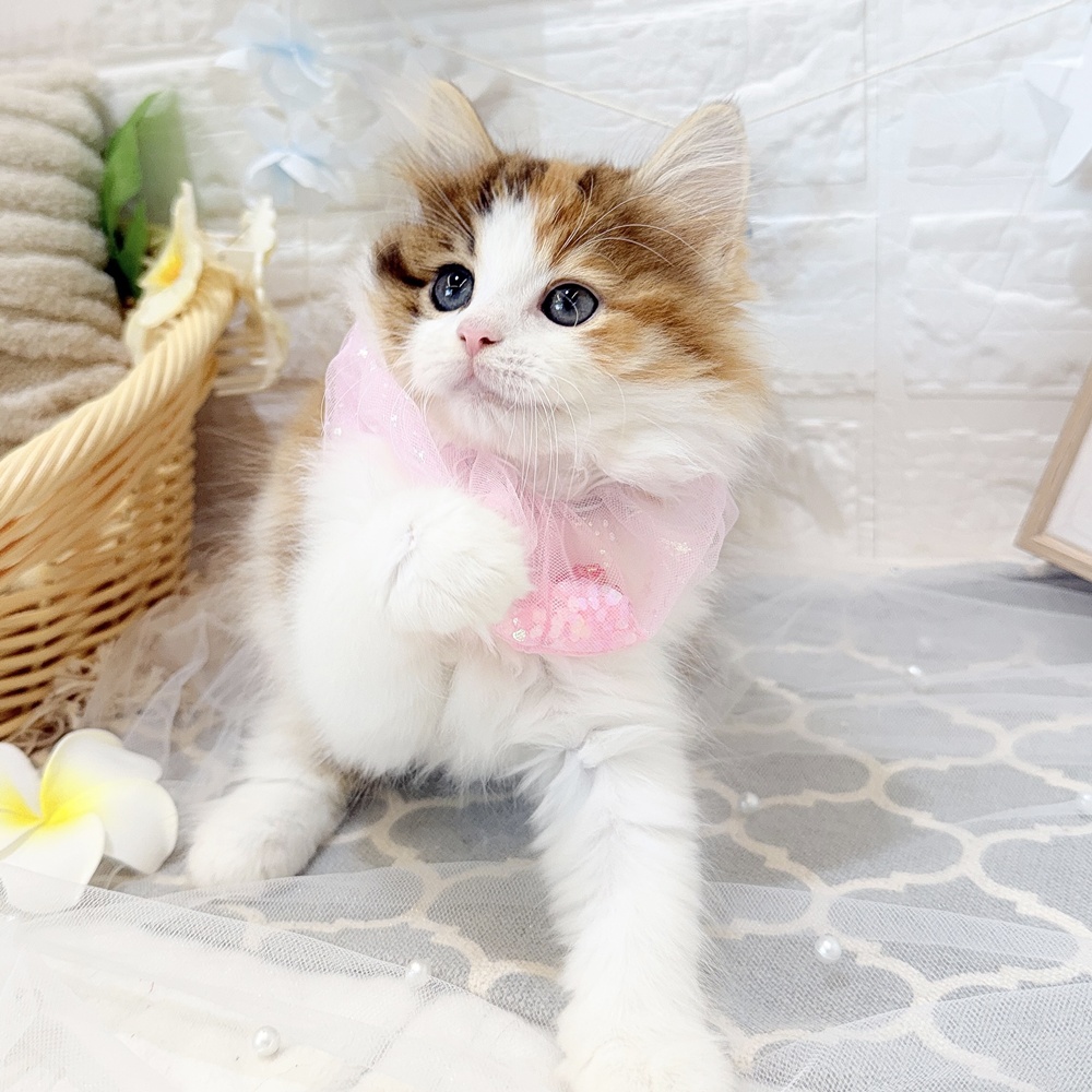 静岡県のノルウェージャンフォレストキャット (犬の家＆猫の里富士店/2026年5月9日生まれ/女の子/キャリコ)の子猫の4枚目の画像