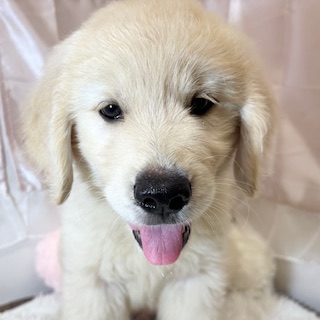 兵庫県のゴールデンレトリバー (犬の家＆猫の里カナート西神戸店/2026年5月8日生まれ/男の子/ゴールデン)の子犬の4枚目の画像