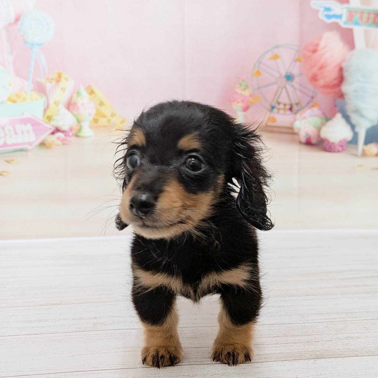 兵庫県のカニンヘンダックスフンド(ロング) (犬の家＆猫の里尼崎店/2026年5月7日生まれ/男の子/ブラックタン)の子犬の4枚目の画像