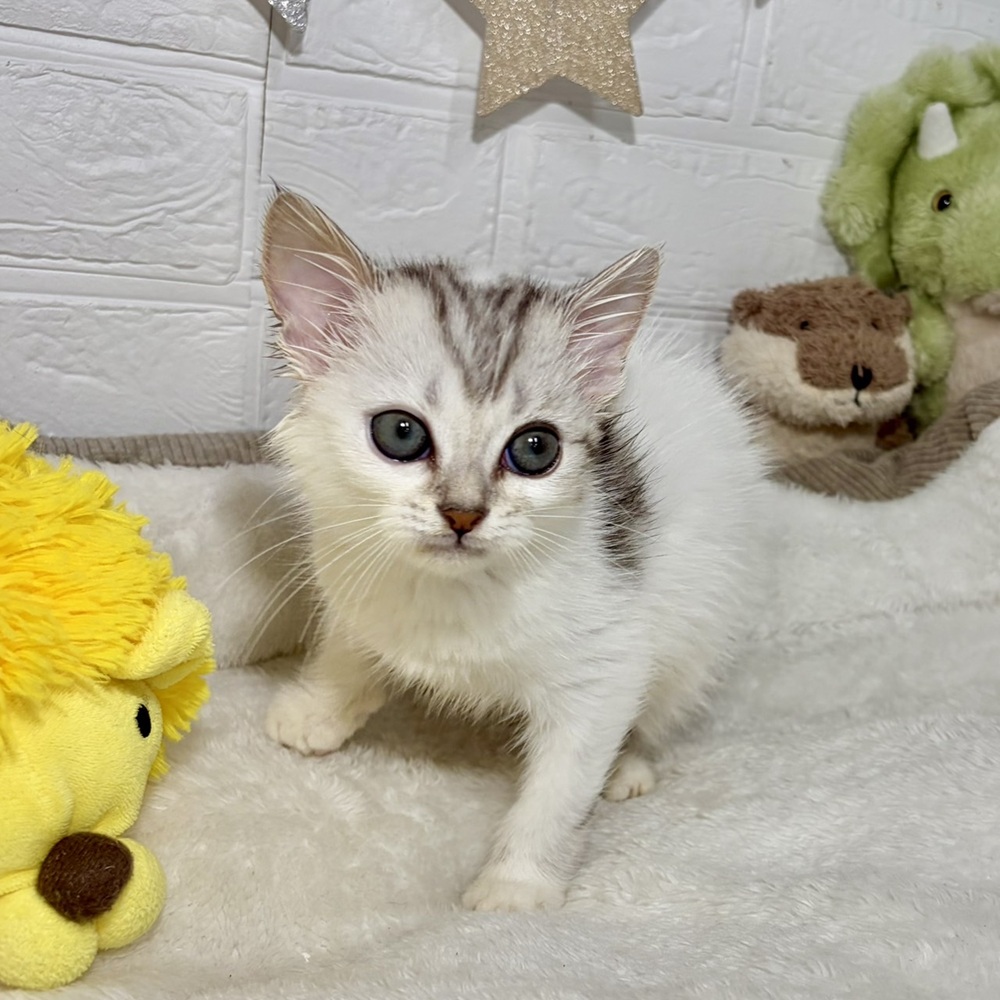 兵庫県のミヌエット (犬の家＆猫の里ニッケパークタウン加古川店/2026年5月5日生まれ/男の子/シルバータビーホワイト)の子猫の4枚目の画像