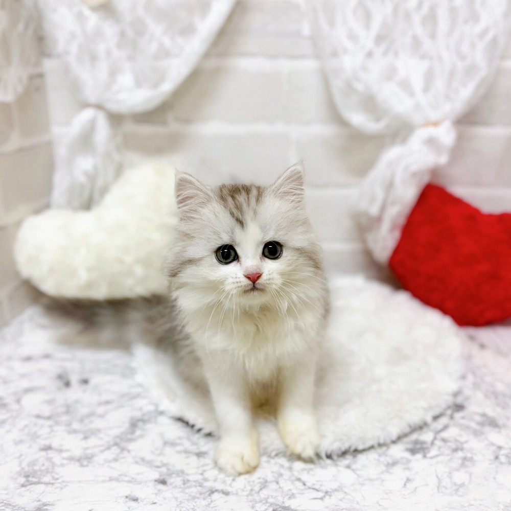 京都府のミヌエット (犬の家＆猫の里京都精華店/2026年5月5日生まれ/女の子/チンチラシルバー)の子猫の1枚目の画像