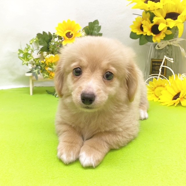 チワックス(チワワ×ダックス)(クリーム)の子犬を価格や特徴で探す