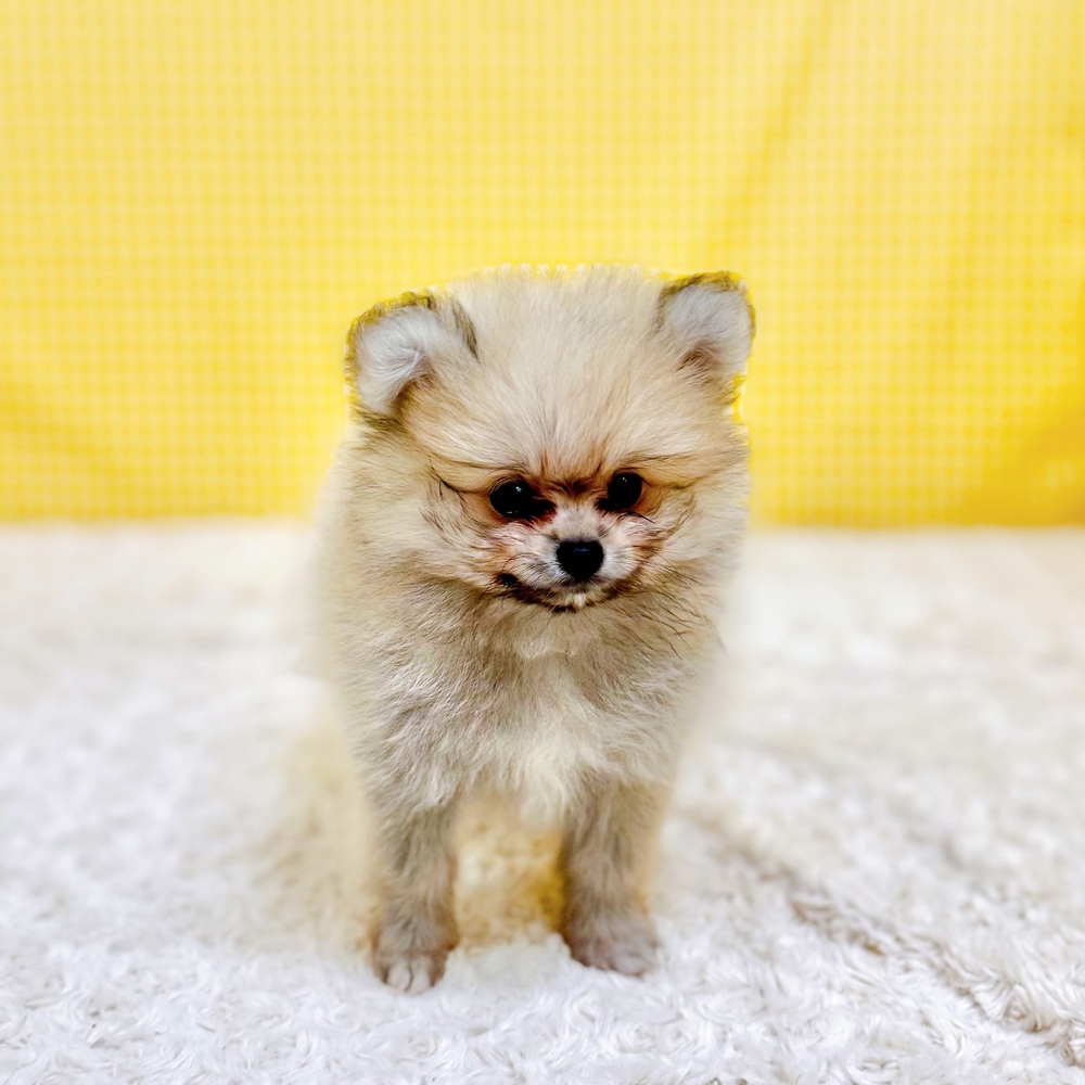 愛知県のポメラニアン (犬の家＆猫の里一宮店/2026年5月10日生まれ/男の子/クリームセーブル)の子犬の4枚目の画像