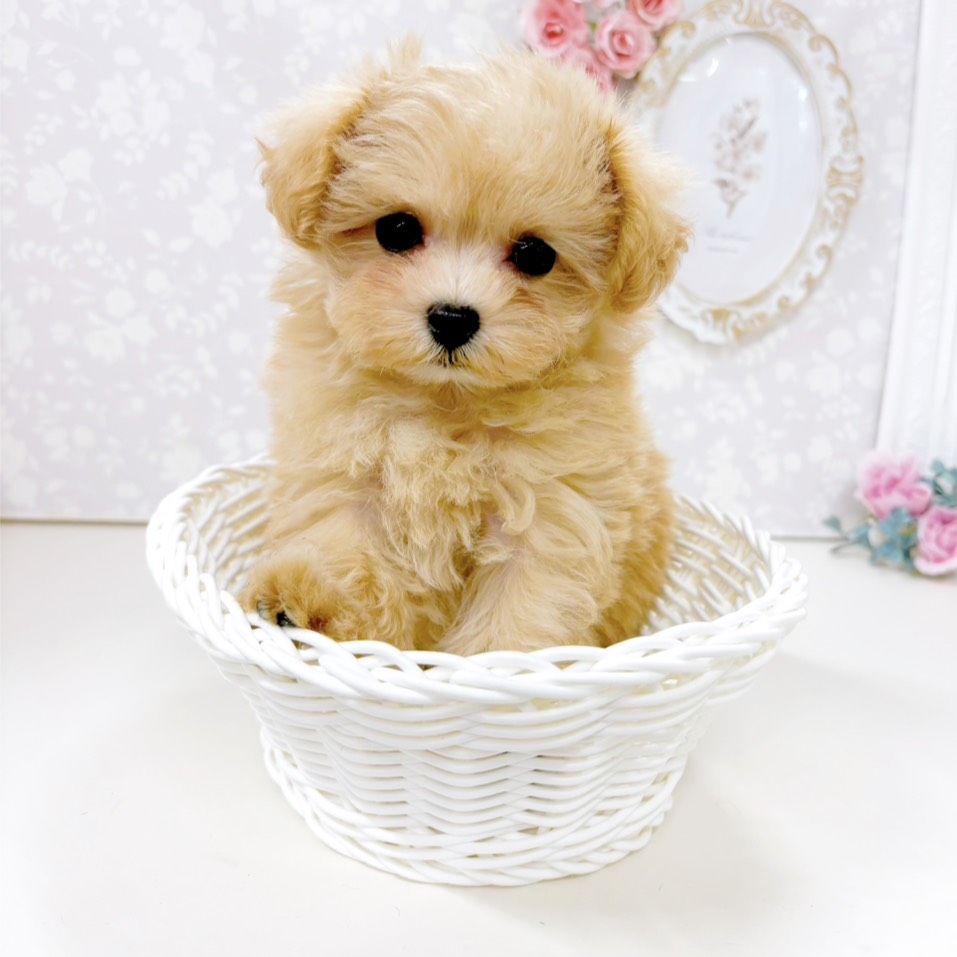 富山県のマルプー(マルチーズ×プードル) (犬の家＆猫の里アミーゴ高岡蓮花寺店/2026年5月8日生まれ/女の子/アプリコット)の子犬の4枚目の画像