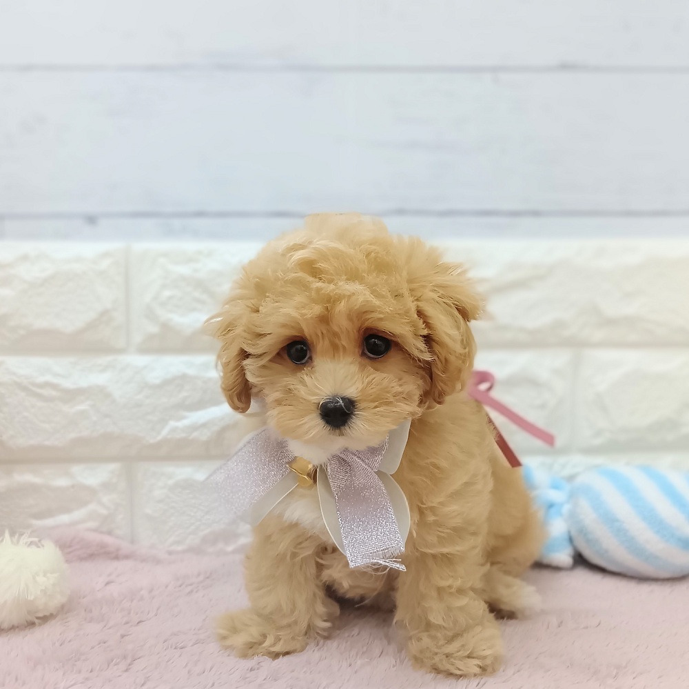 静岡県のマルプー(マルチーズ×プードル) (犬の家＆猫の里アミーゴ浜松和田店/2026年5月8日生まれ/女の子/アプリコット)の子犬の4枚目の画像