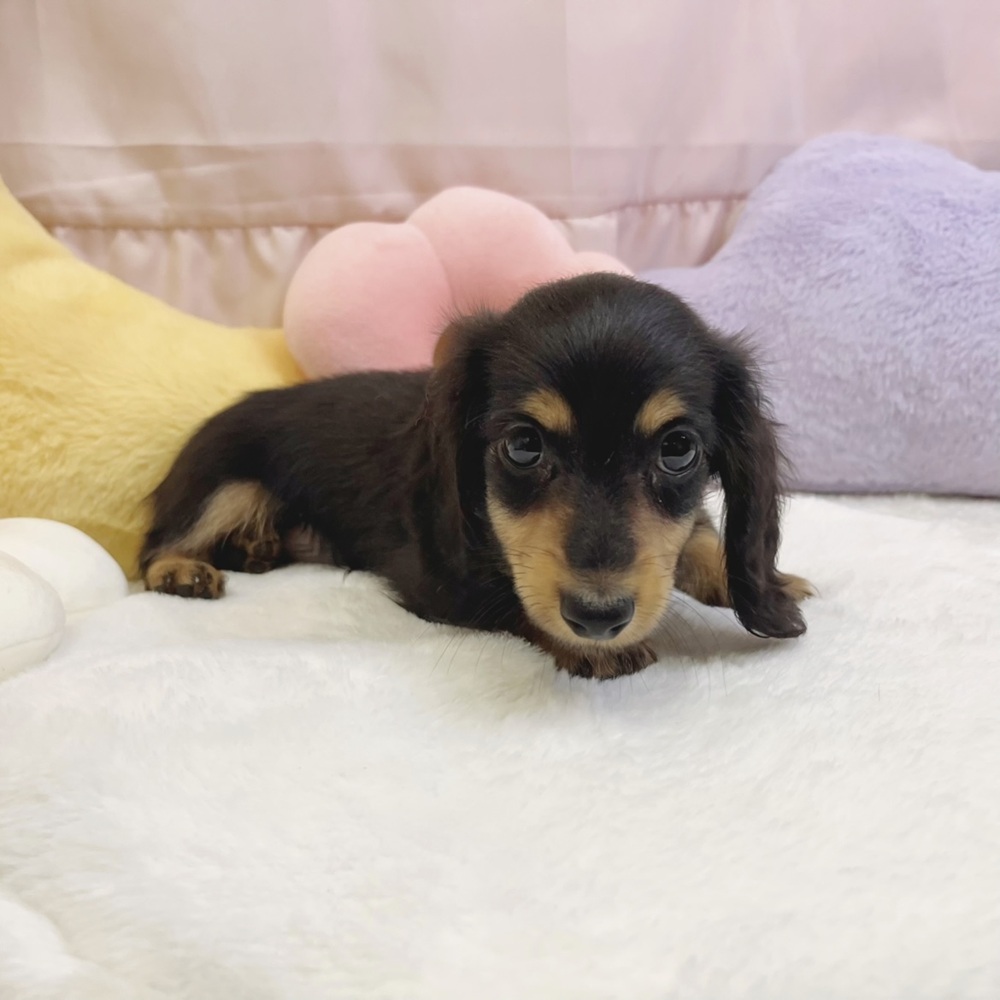 静岡県のカニンヘンダックスフンド(ロング) (犬の家＆猫の里マークイズ静岡店/2026年5月9日生まれ/男の子/ブラックタン)の子犬の4枚目の画像