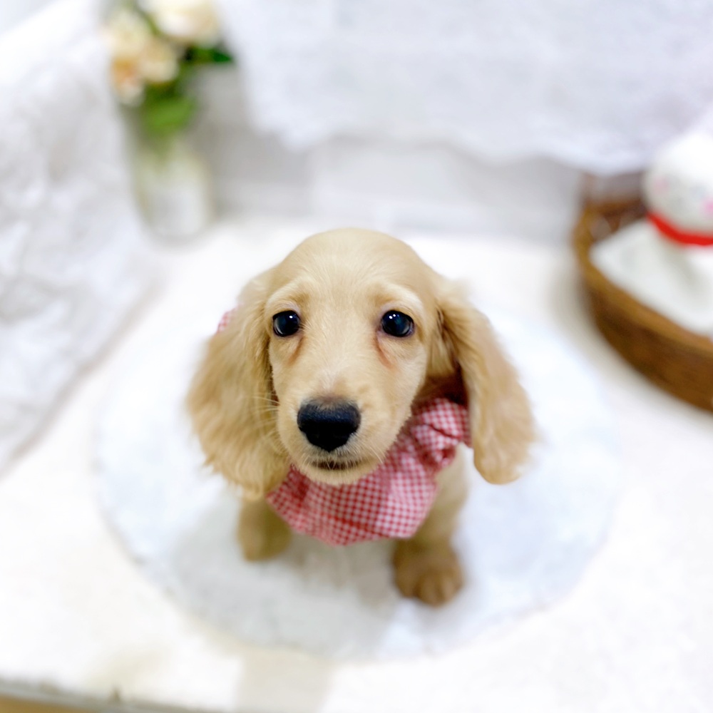 滋賀県のミニチュアダックスフンド(ロング) (犬の家＆猫の里長浜店/2026年5月10日生まれ/男の子/クリーム)の子犬の4枚目の画像