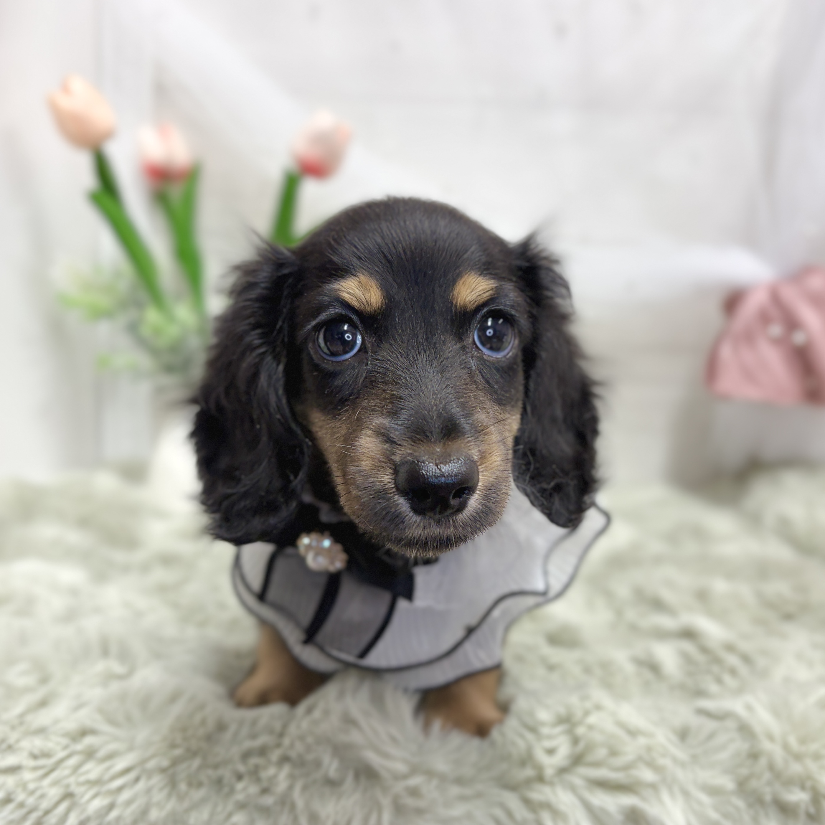 神奈川県のミニチュアダックスフンド(ロング) (犬の家＆猫の里相模原店/2026年5月10日生まれ/男の子/ブラックタン)の子犬の4枚目の画像