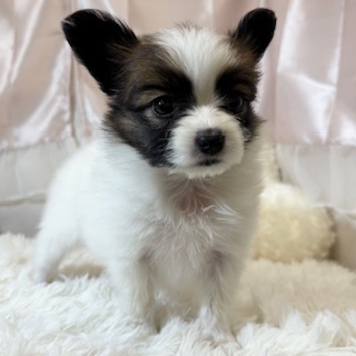 兵庫県のパピヨン (犬の家＆猫の里カナート西神戸店/2026年5月9日生まれ/女の子/ホワイトブラウン)の子犬の4枚目の画像