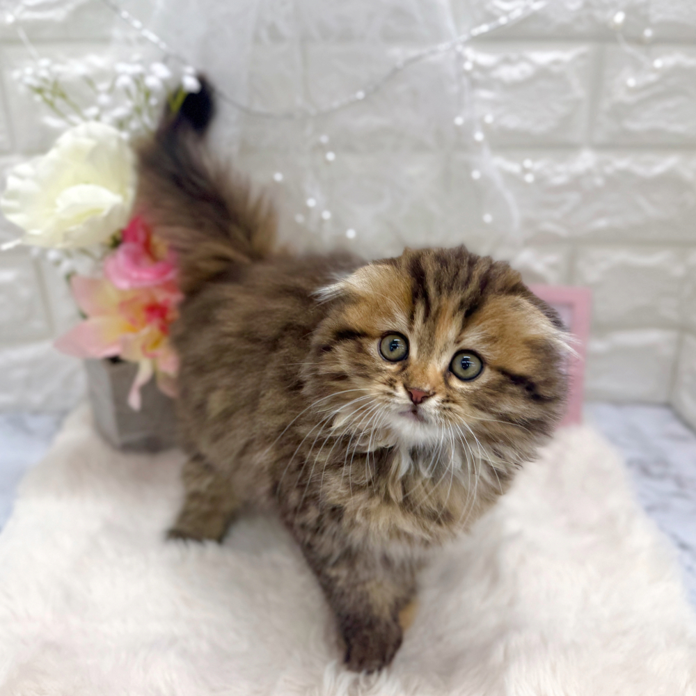 福井県のスコティッシュフォールド (犬の家＆猫の里アミーゴ福井大和田店/2026年5月3日生まれ/女の子/ブラウンパッチドタビー)の子猫の4枚目の画像