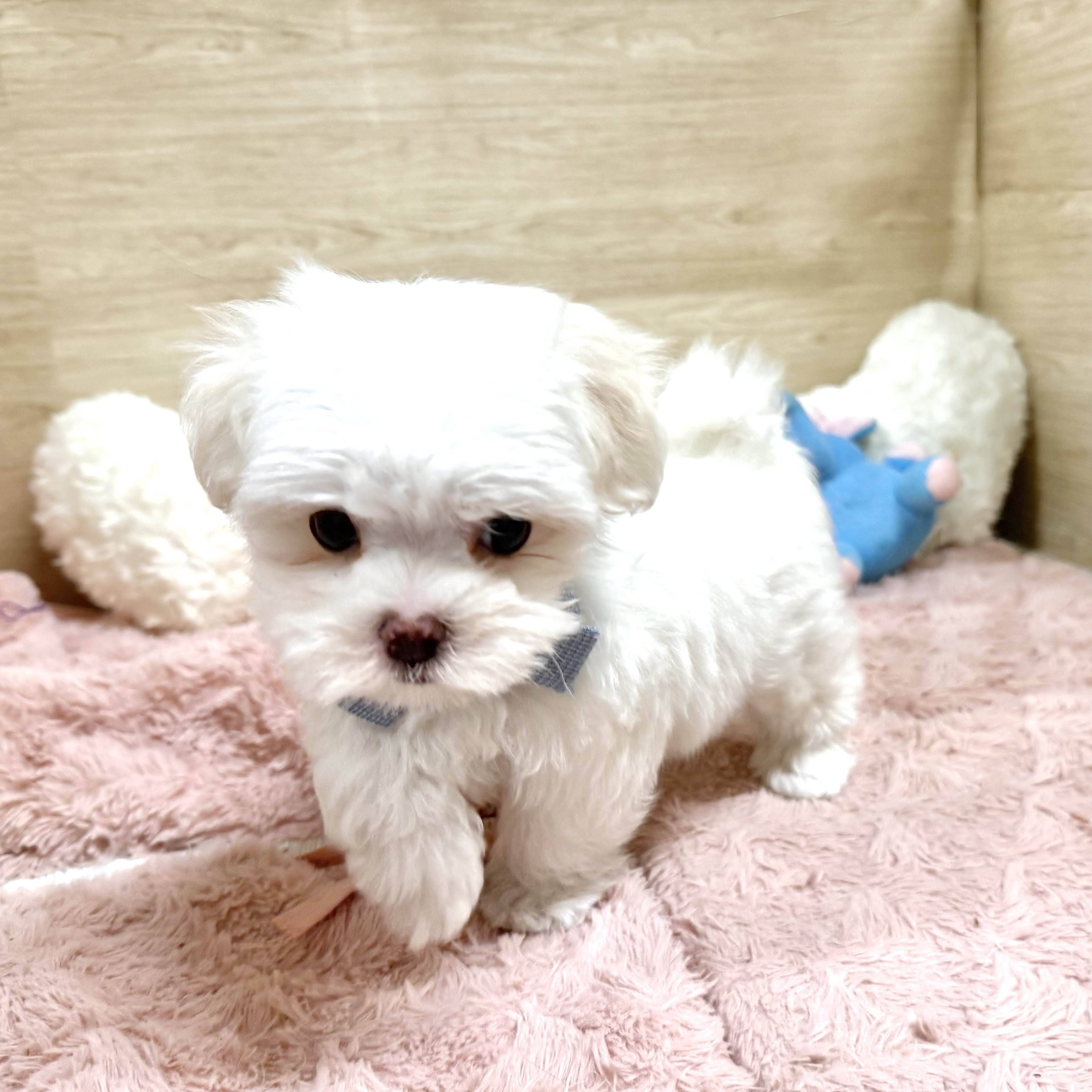 大阪府のマルチーズ (犬の家＆猫の里そよら東岸和田店/2026年5月9日生まれ/男の子/ホワイト)の子犬の4枚目の画像