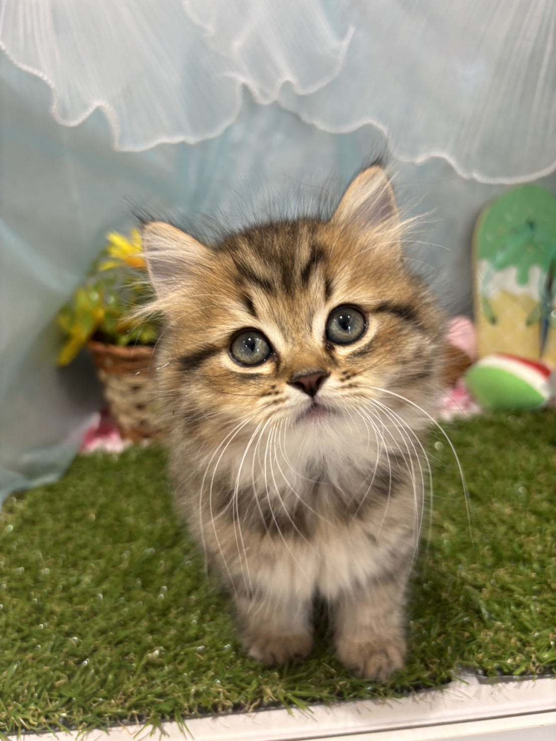 福岡県のマンチカン (犬の家＆猫の里くりえいと宗像店/2026年5月10日生まれ/男の子/チンチラゴールデン)の子猫の4枚目の画像