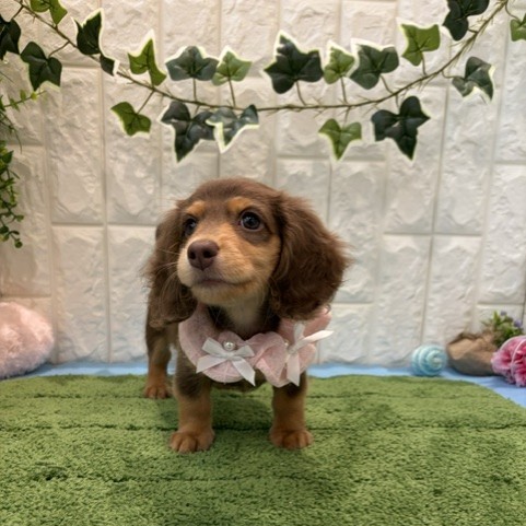 岡山県のミニチュアダックスフンド(ロング) (犬の家＆猫の里倉敷店/2026年5月10日生まれ/女の子/チョコレートタン)の子犬の4枚目の画像