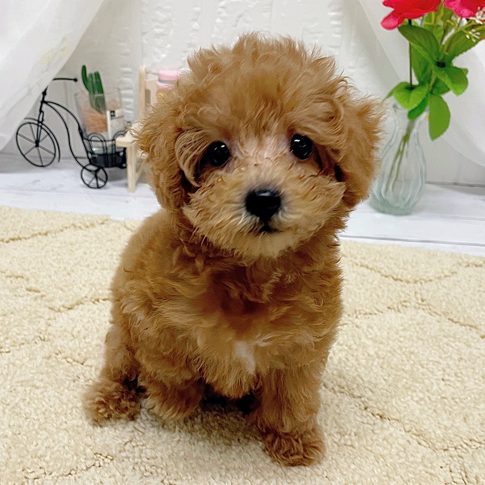 岡山県のトイプードル(トイ) (犬の家＆猫の里岡山店/2026年5月8日生まれ/女の子/アプリコット)の子犬の4枚目の画像