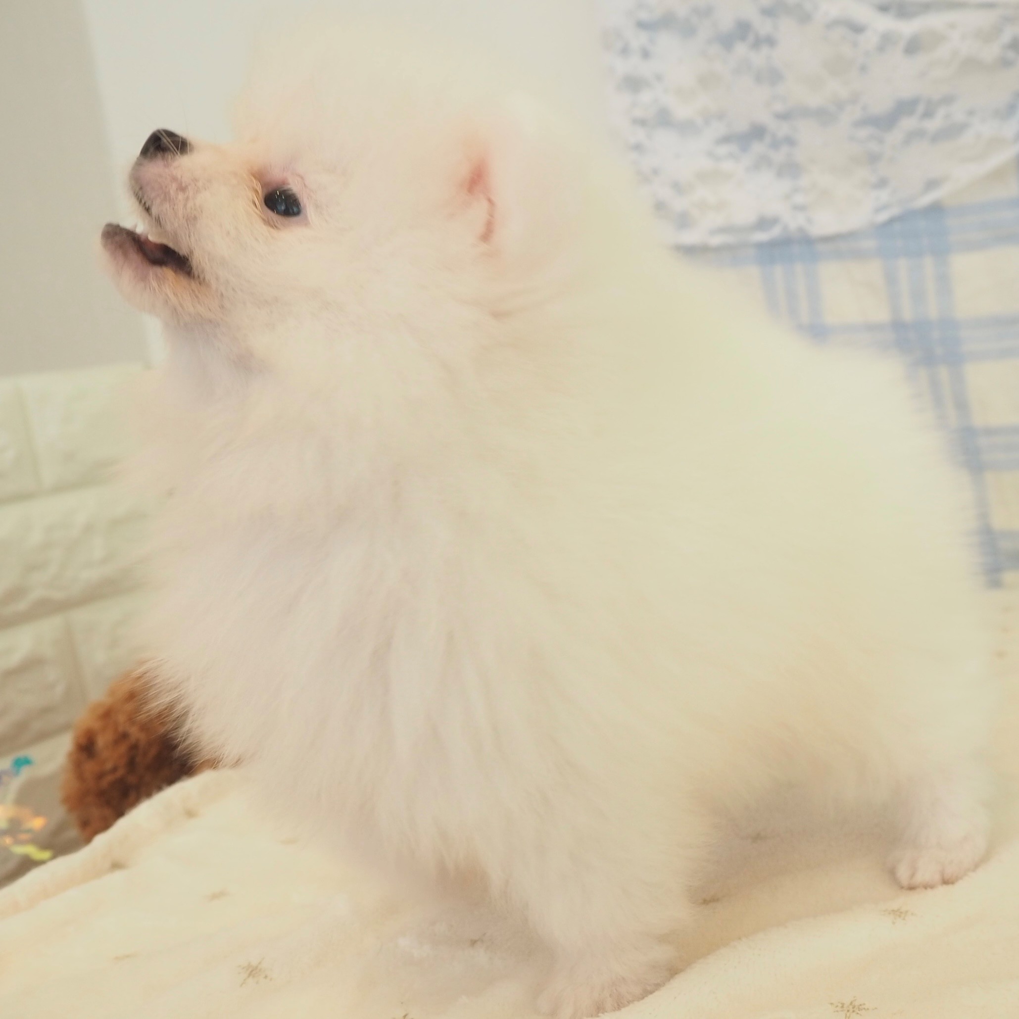 大阪府のポメラニアン (犬の家＆猫の里もりのみやキューズモールBASE店/2026年5月9日生まれ/男の子/ホワイト)の子犬の4枚目の画像