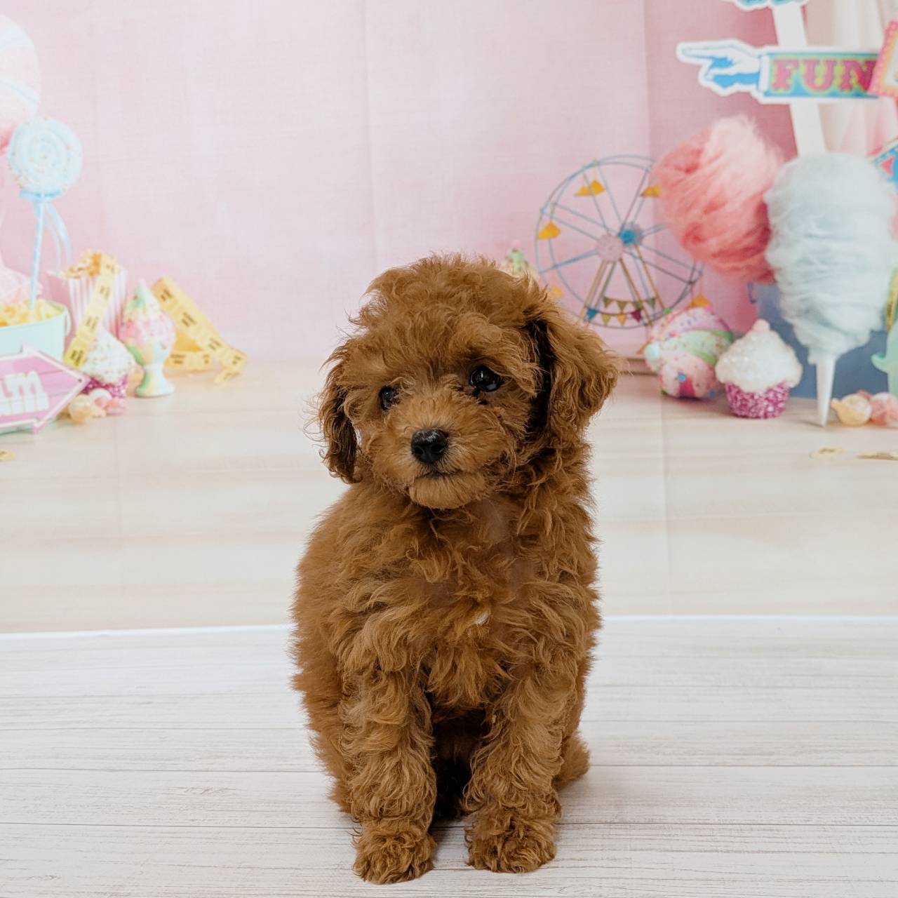 兵庫県のトイプードル(タイニー) (犬の家＆猫の里尼崎店/2026年5月1日生まれ/女の子/レッドフォーン)の子犬の4枚目の画像
