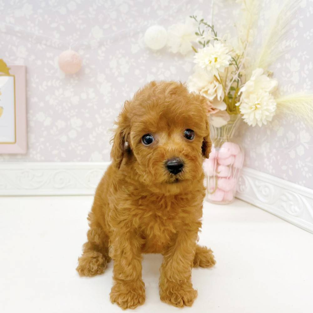 富山県のトイプードル(トイ) (犬の家＆猫の里富山店/2026年5月10日生まれ/男の子/レッドフォーン)の子犬の4枚目の画像