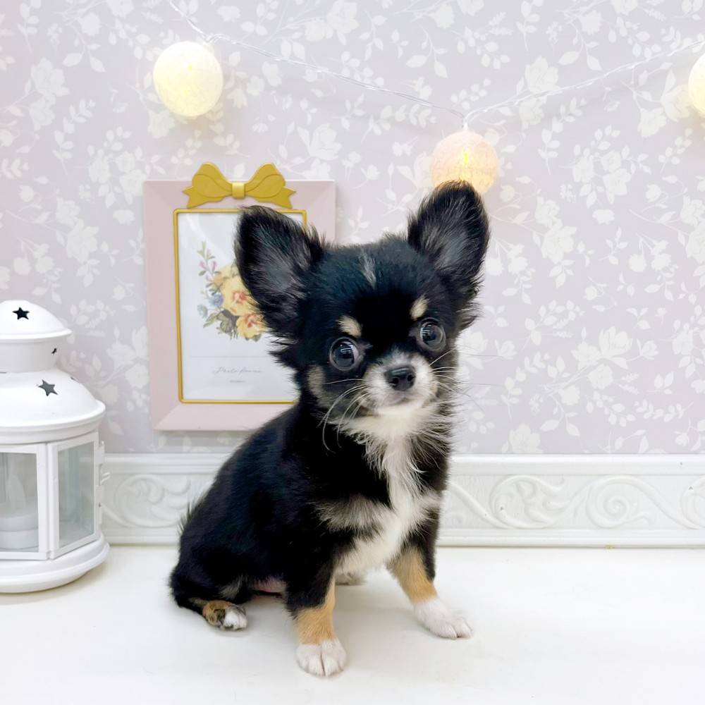 チワワ(ブラックタンホワイト)の子犬を価格や特徴で探す|ペット