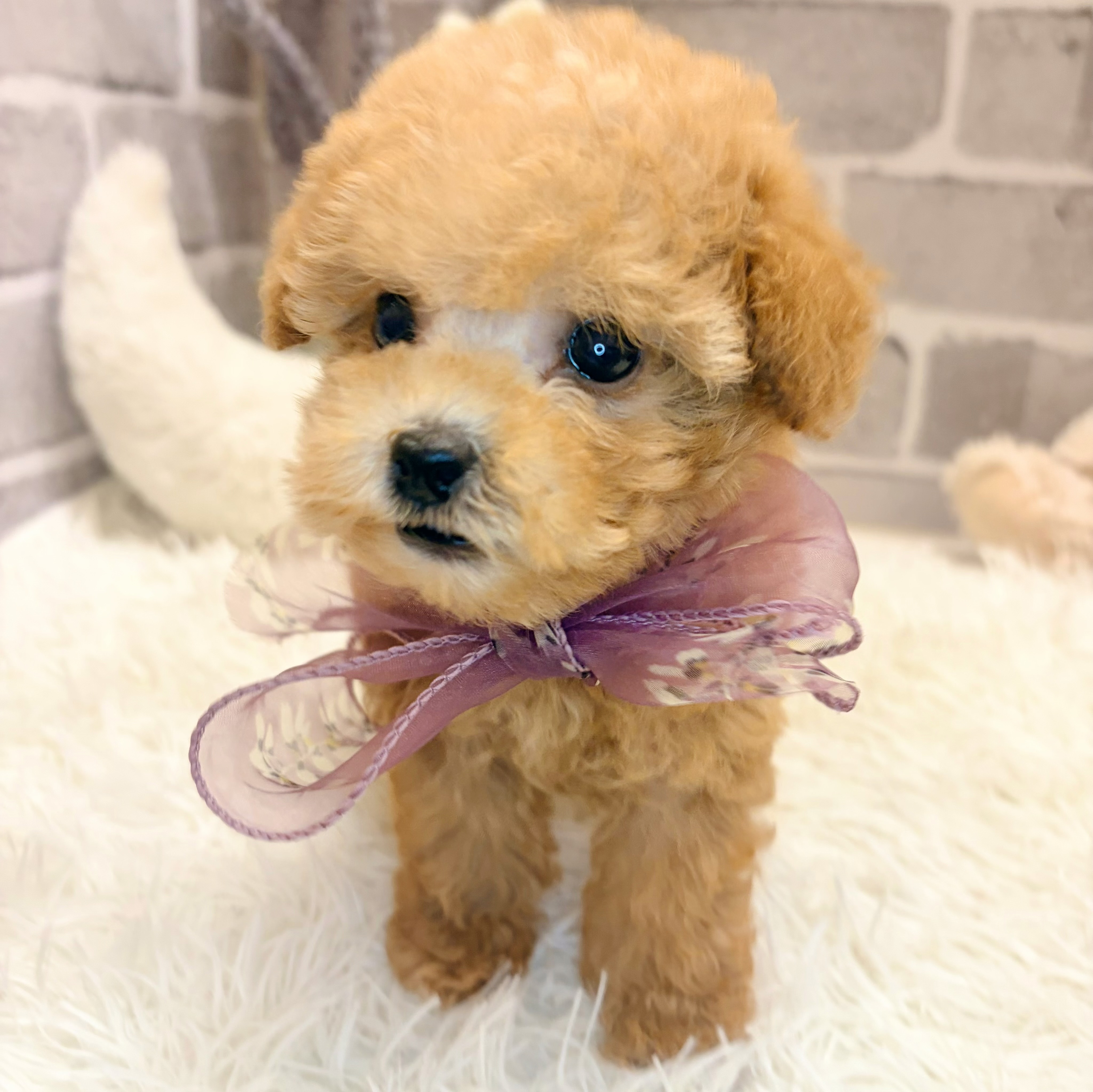 兵庫県のトイプードル(タイニー) (犬の家＆猫の里神戸店/2026年5月7日生まれ/男の子/アプリコット)の子犬の4枚目の画像