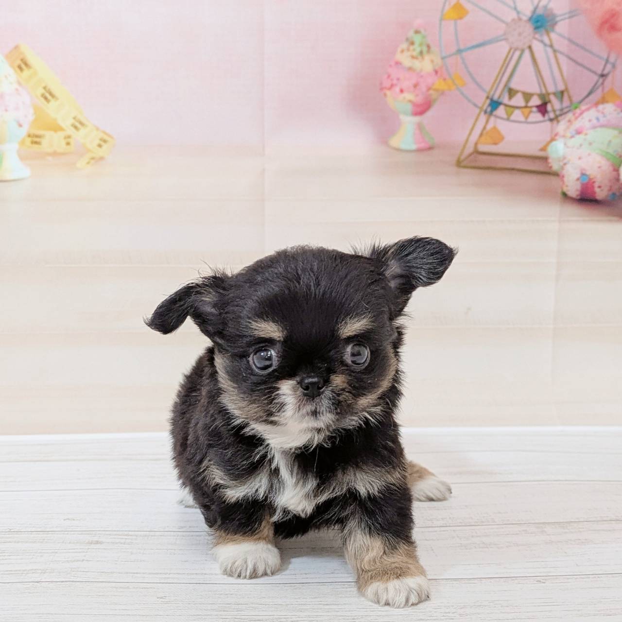 兵庫県のチワワ(ロング) (犬の家＆猫の里尼崎店/2026年5月9日生まれ/女の子/ブラックタンホワイト)の子犬の4枚目の画像