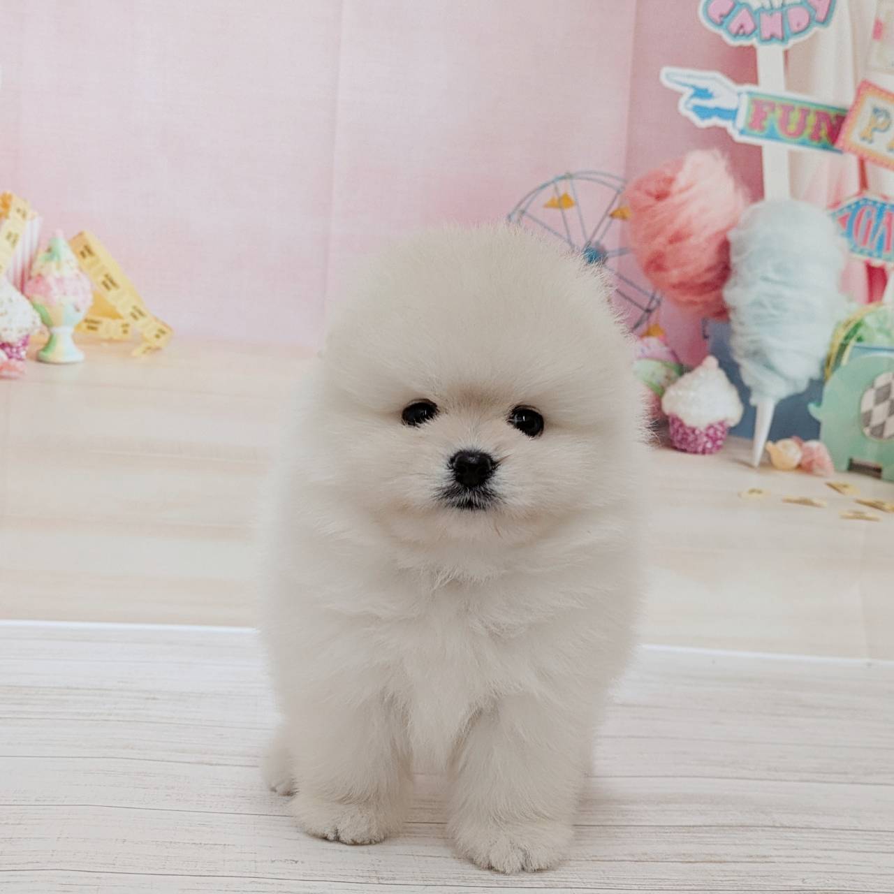 兵庫県のポメラニアン (犬の家＆猫の里尼崎店/2026年5月10日生まれ/男の子/クリーム)の子犬の4枚目の画像
