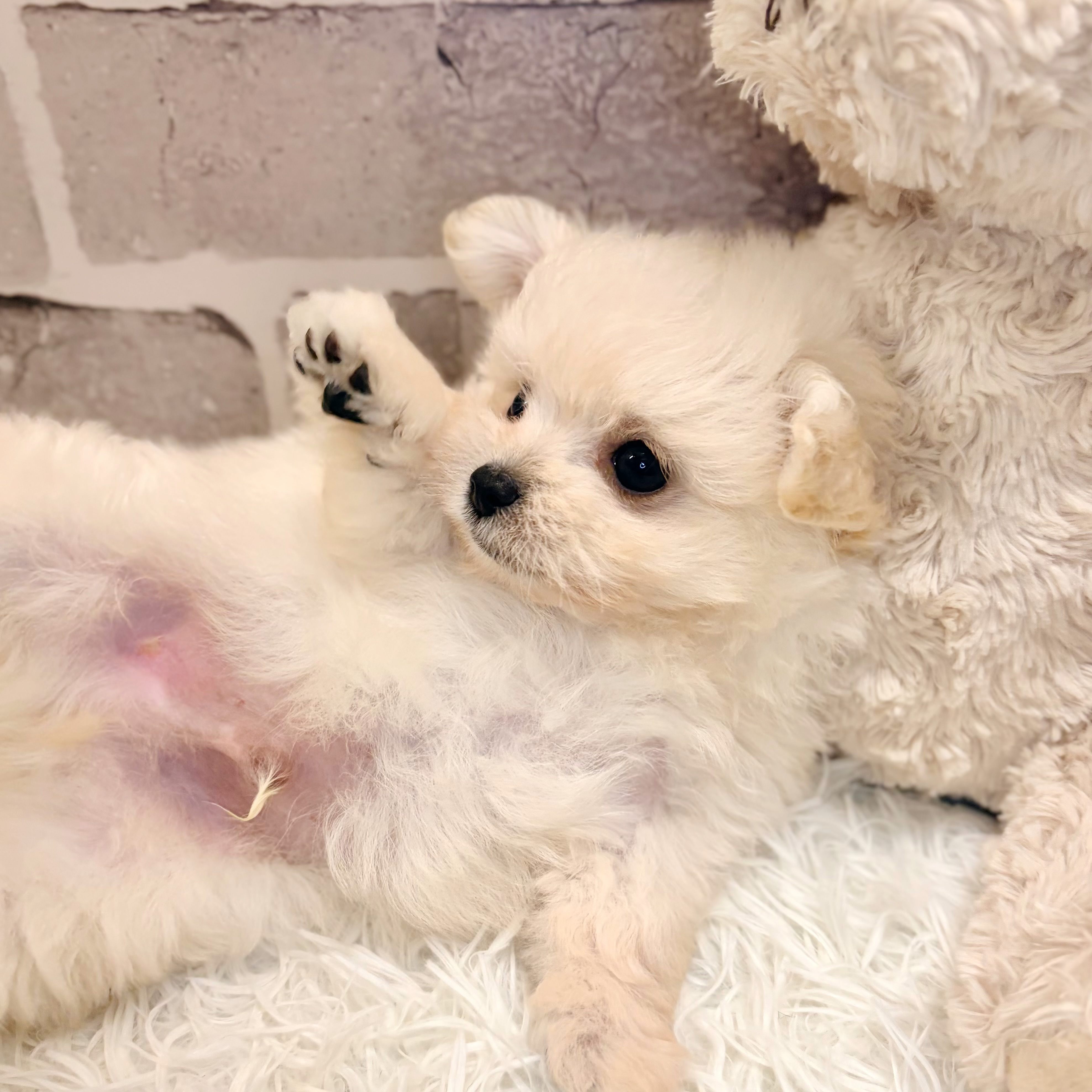 兵庫県のポメプー(ポメラニアン×プードル) (犬の家＆猫の里神戸店/2026年5月8日生まれ/男の子/ホワイト)の子犬の4枚目の画像