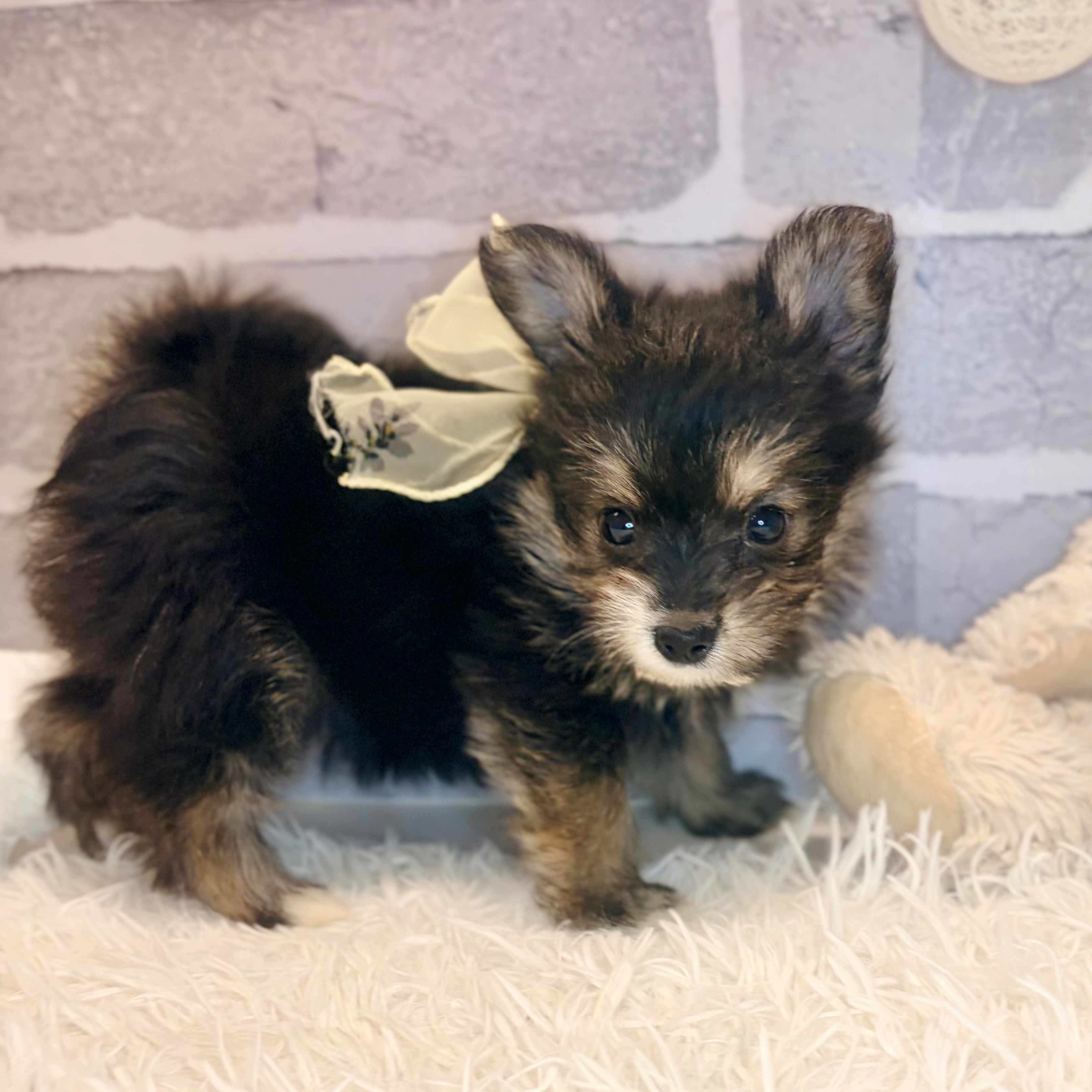 兵庫県のポメキー(ポメラニアン×ヨークシャーテリア) (犬の家＆猫の里神戸店/2026年5月9日生まれ/女の子/ブラックタン)の子犬の4枚目の画像