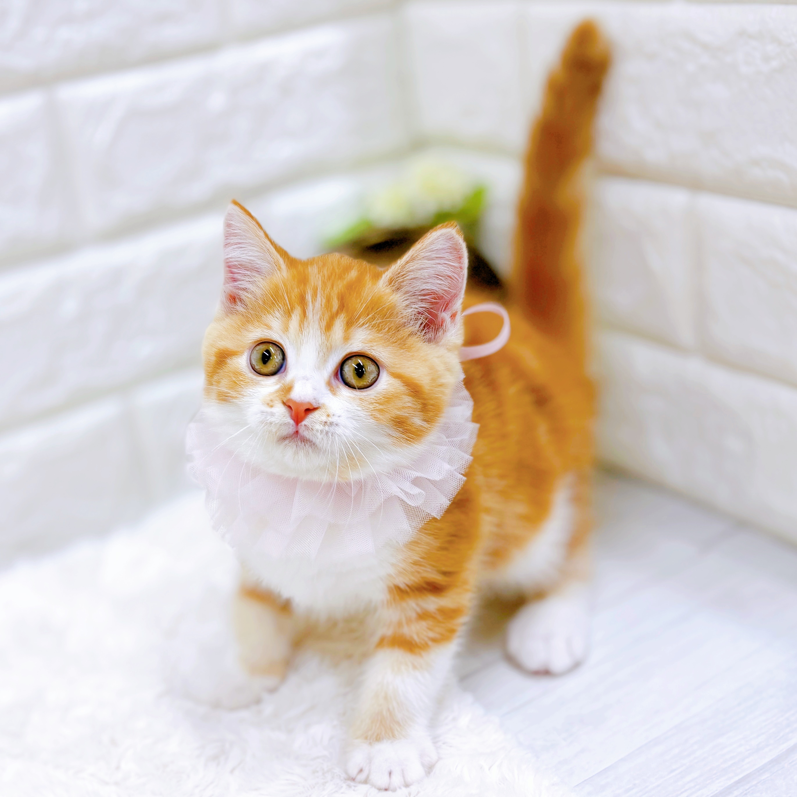 福井県のマンチカン (犬の家＆猫の里アミーゴ福井店/2026年5月5日生まれ/女の子/レッドタビーホワイト)の子猫の4枚目の画像