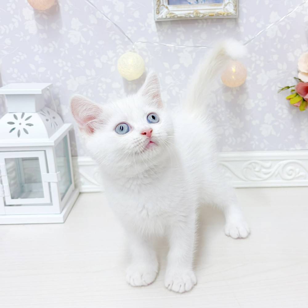 富山県のマンチカン (犬の家＆猫の里アミーゴ山室店/2026年5月5日生まれ/男の子/クリームポイント)の子猫の4枚目の画像