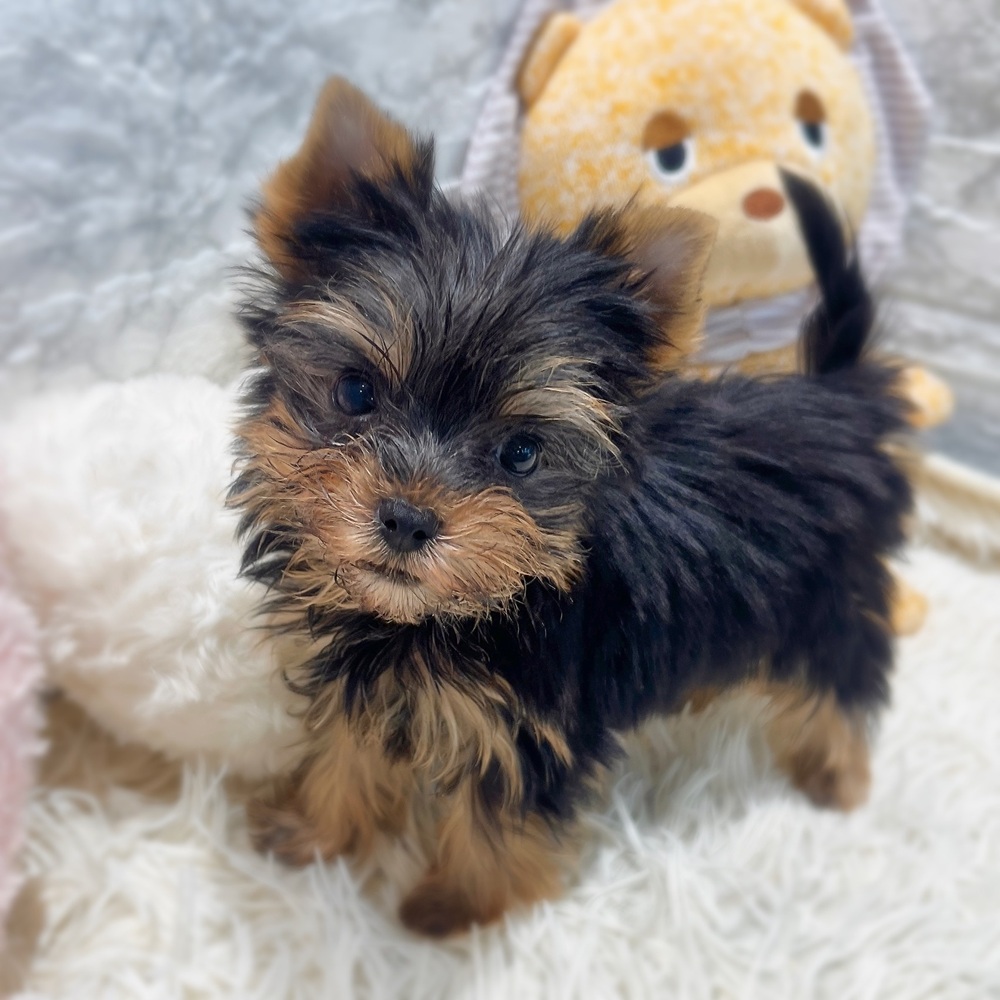 愛知県のヨークシャーテリア (犬の家＆猫の里MiO香久山店/2026年5月8日生まれ/男の子/スチールブルータン)の子犬の4枚目の画像