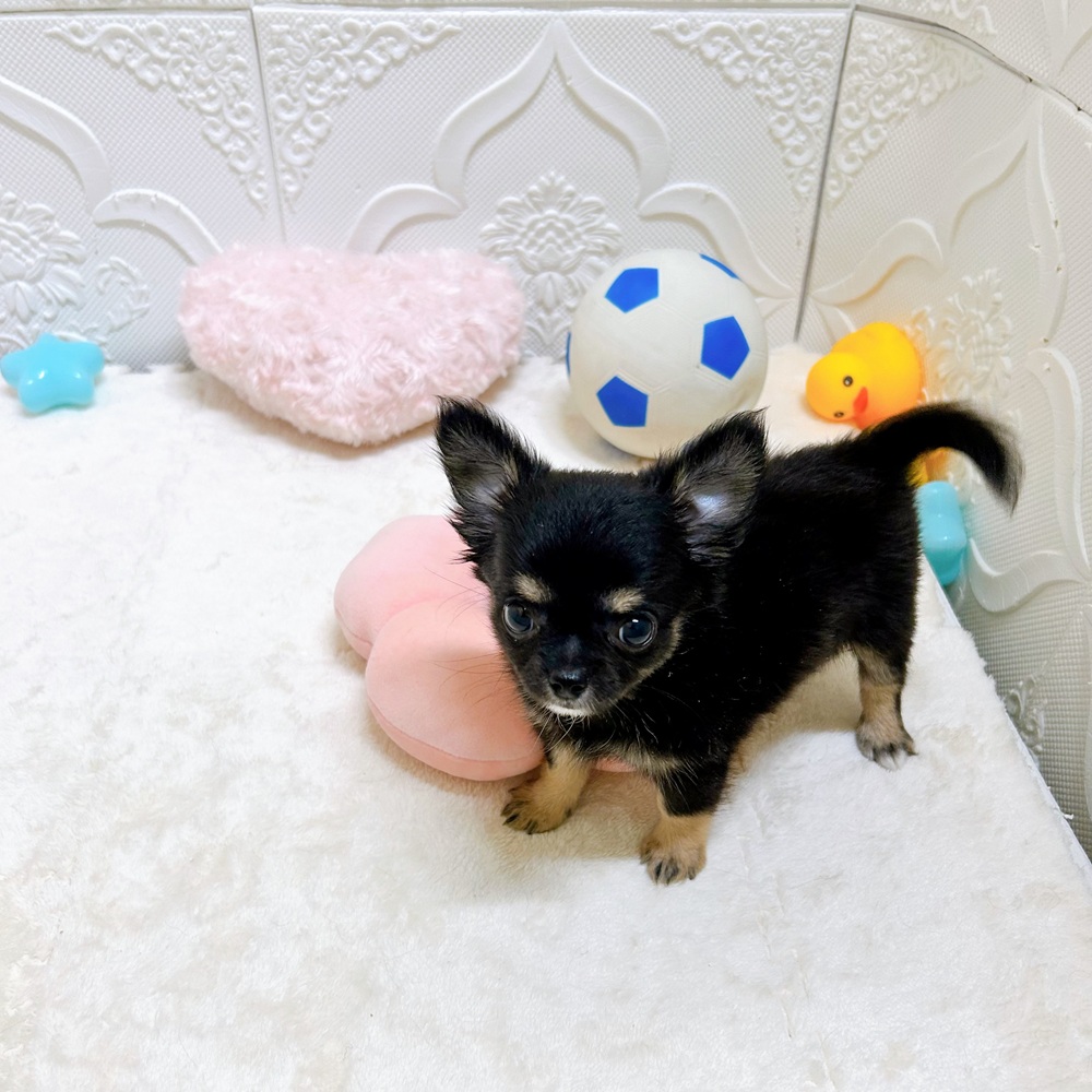 愛知県のチワワ(ロング) (犬の家＆猫の里岡崎店/2026年5月5日生まれ/女の子/ブラックタン)の子犬の4枚目の画像