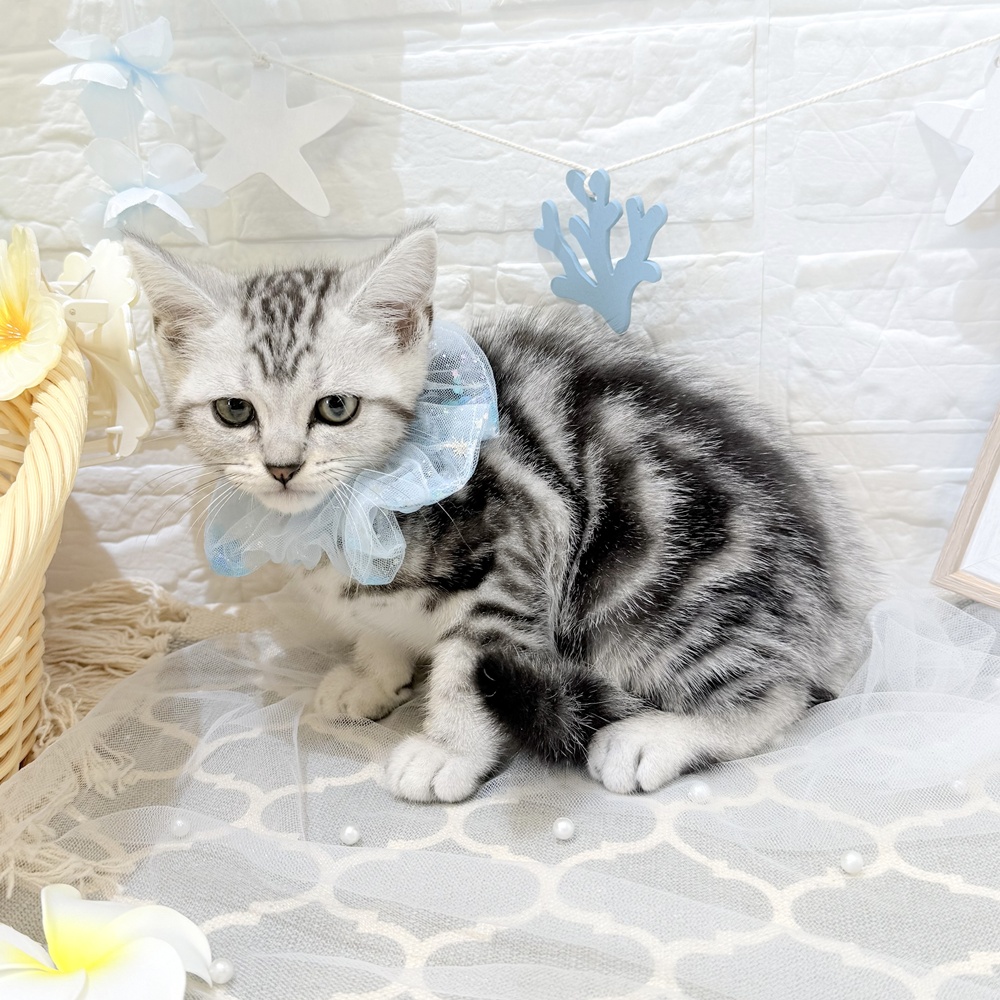 静岡県のアメリカンショートヘアー (犬の家＆猫の里富士店/2026年4月30日生まれ/男の子/シルバータビー)の子猫の4枚目の画像
