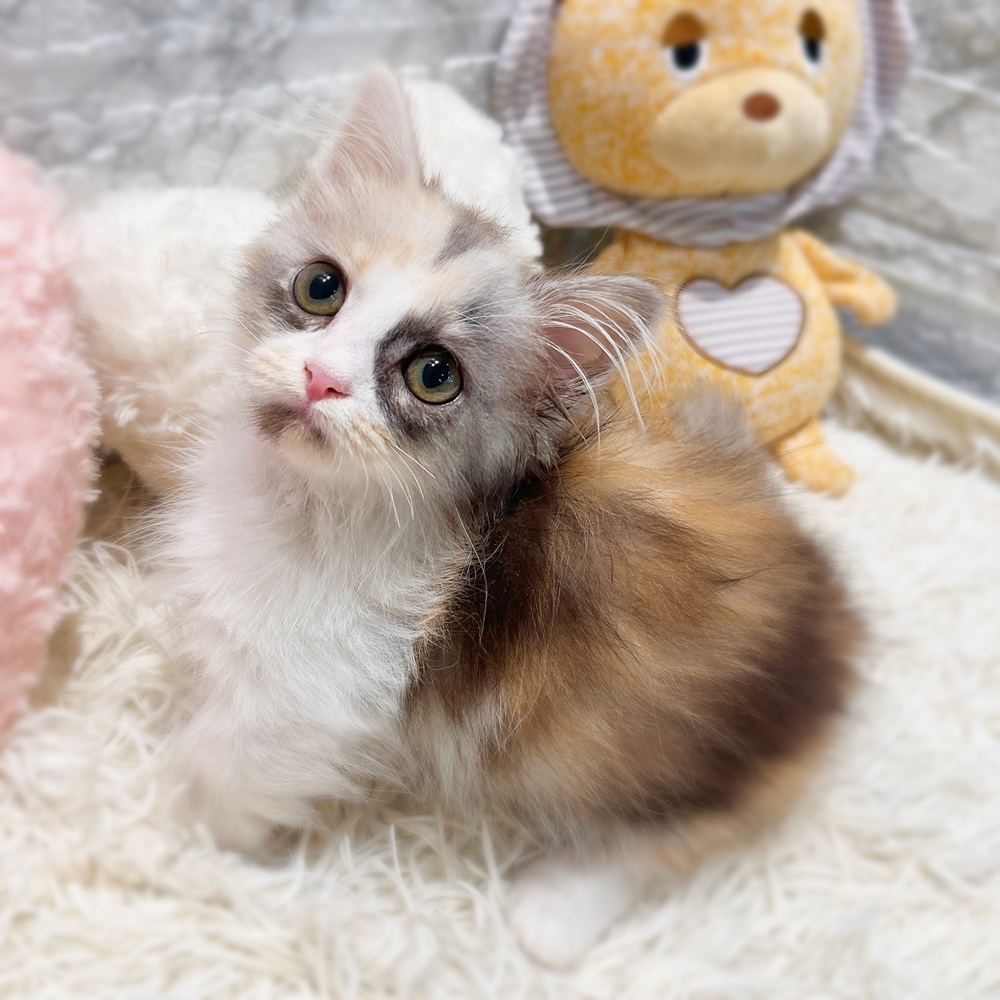 愛知県のマンチカン (犬の家＆猫の里MiO香久山店/2026年4月23日生まれ/女の子/ブルーパッチドタビーホワイト)の子猫の4枚目の画像