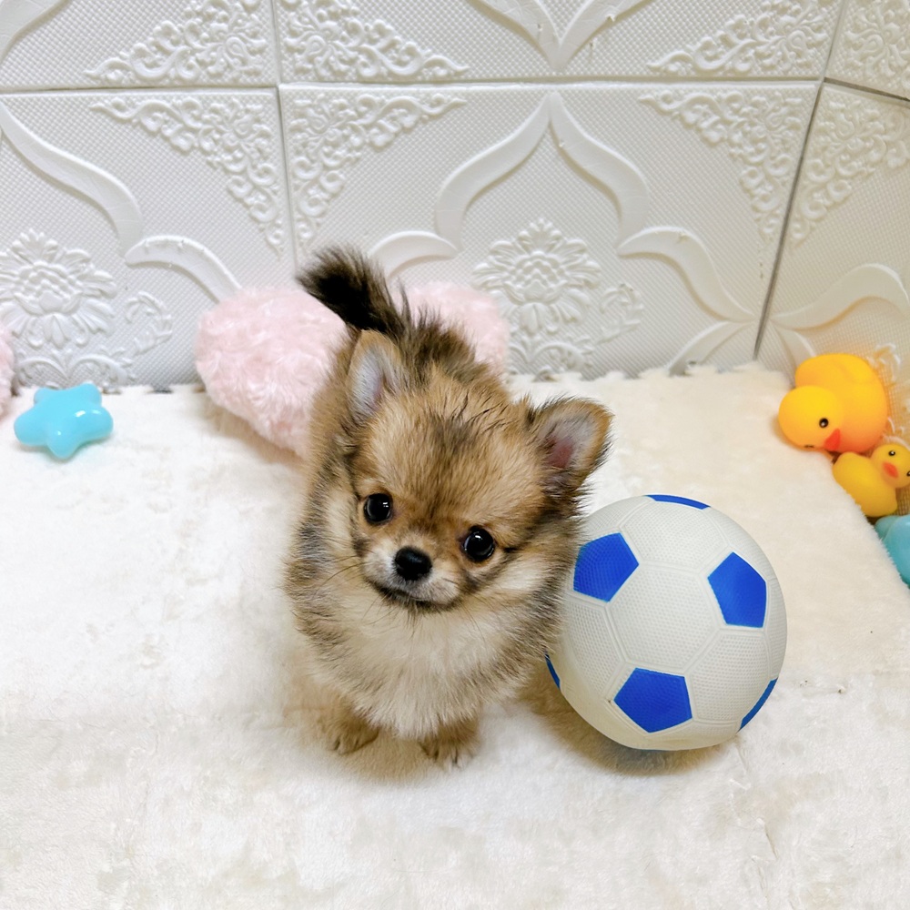 愛知県のチワワ(ロング) (犬の家＆猫の里岡崎店/2026年5月9日生まれ/女の子/レッド)の子犬の4枚目の画像