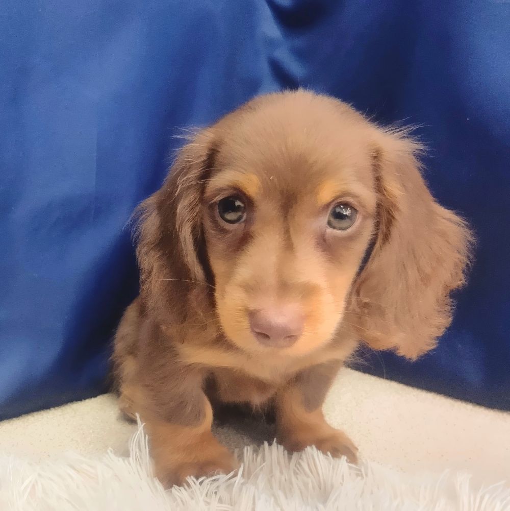 岐阜県のカニンヘンダックスフンド(ロング) (犬の家＆猫の里中津川店/2026年5月9日生まれ/男の子/チョコレートタン)の子犬の4枚目の画像