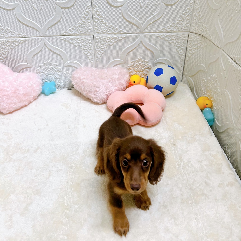 愛知県のカニンヘンダックスフンド(ロング) (犬の家＆猫の里岡崎店/2026年5月9日生まれ/女の子/チョコレートタン)の子犬の4枚目の画像
