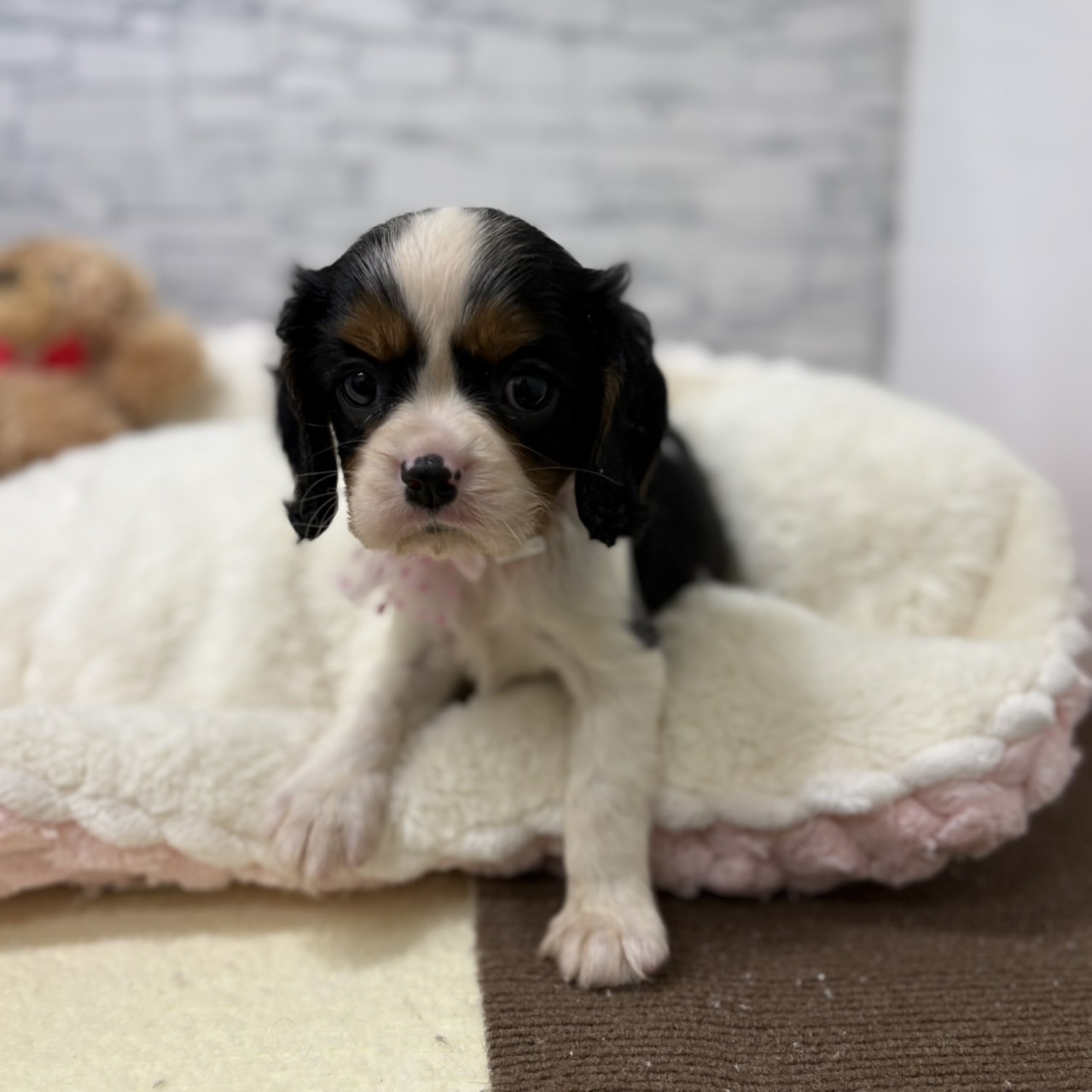 長野県のキャバリアキングチャールズスパニエル (犬の家＆猫の里長野店/2026年5月11日生まれ/女の子/トライカラー)の子犬の4枚目の画像