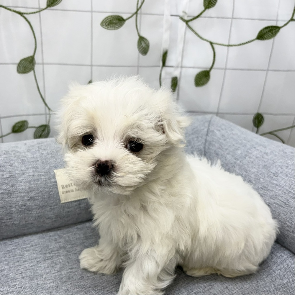 長野県のマルチーズ (犬の家＆猫の里塩尻店/2026年5月10日生まれ/男の子/ホワイト)の子犬の4枚目の画像