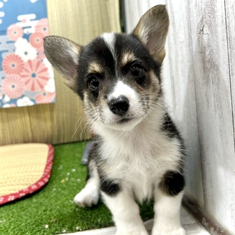 神奈川県のウェルシュコーギーペンブローク (犬の家＆猫の里小田原店/2026年5月9日生まれ/男の子/ブラックタンホワイト)の子犬の4枚目の画像