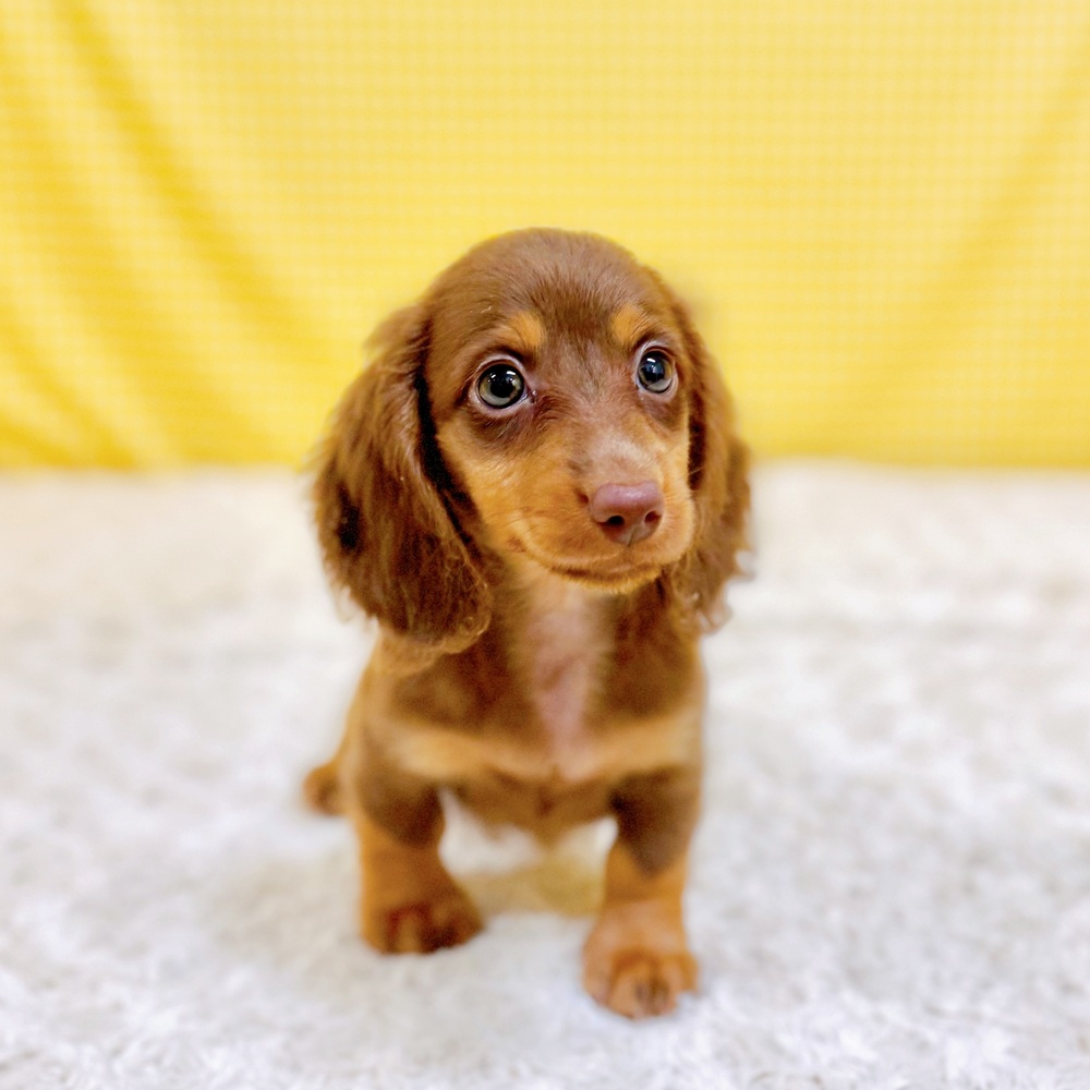愛知県のカニンヘンダックスフンド(ロング) (犬の家＆猫の里一宮店/2026年5月9日生まれ/男の子/チョコレートタン)の子犬の4枚目の画像