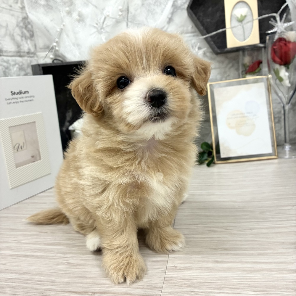 千葉県のマルプー(マルチーズ×プードル) (犬の家＆猫の里ワンズモール稲毛店/2026年5月8日生まれ/女の子/クリーム)の子犬の4枚目の画像