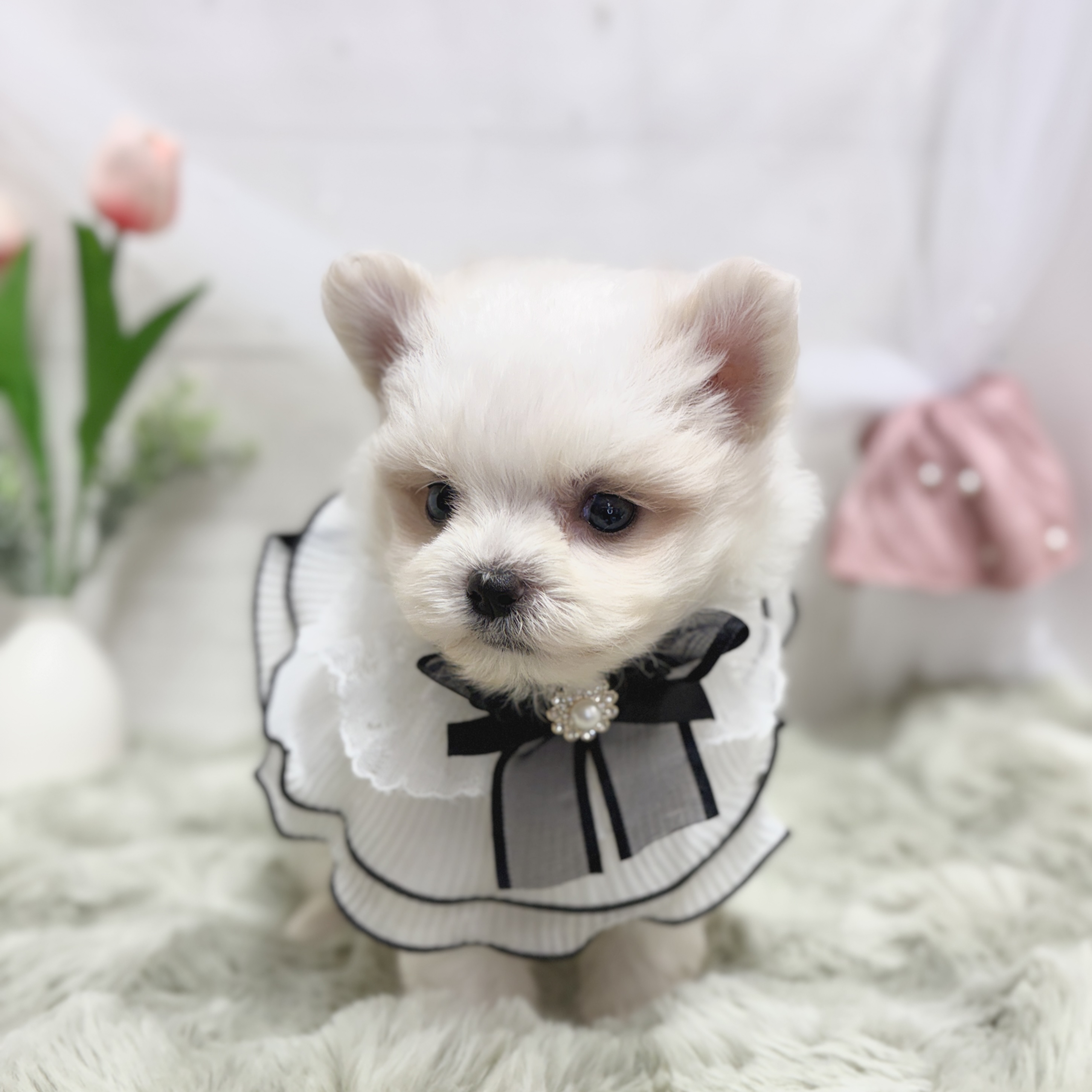 神奈川県のポメマル/マルポメ(ポメラニアン×マルチーズ) (犬の家＆猫の里相模原店/2026年5月11日生まれ/男の子/ホワイト)の子犬の4枚目の画像