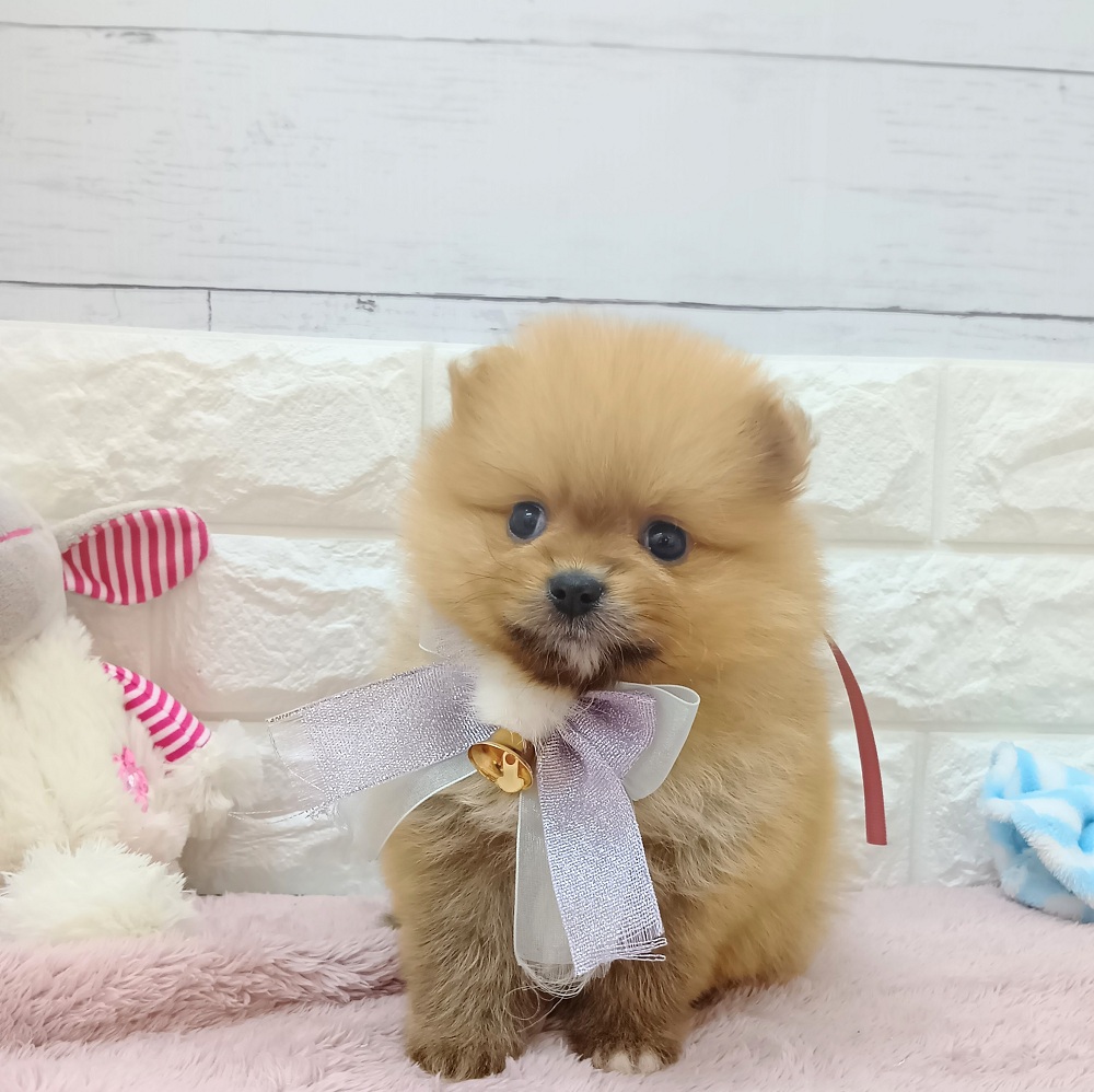 静岡県のポメラニアン (犬の家＆猫の里アミーゴ浜松和田店/2026年5月11日生まれ/女の子/オレンジ)の子犬の4枚目の画像